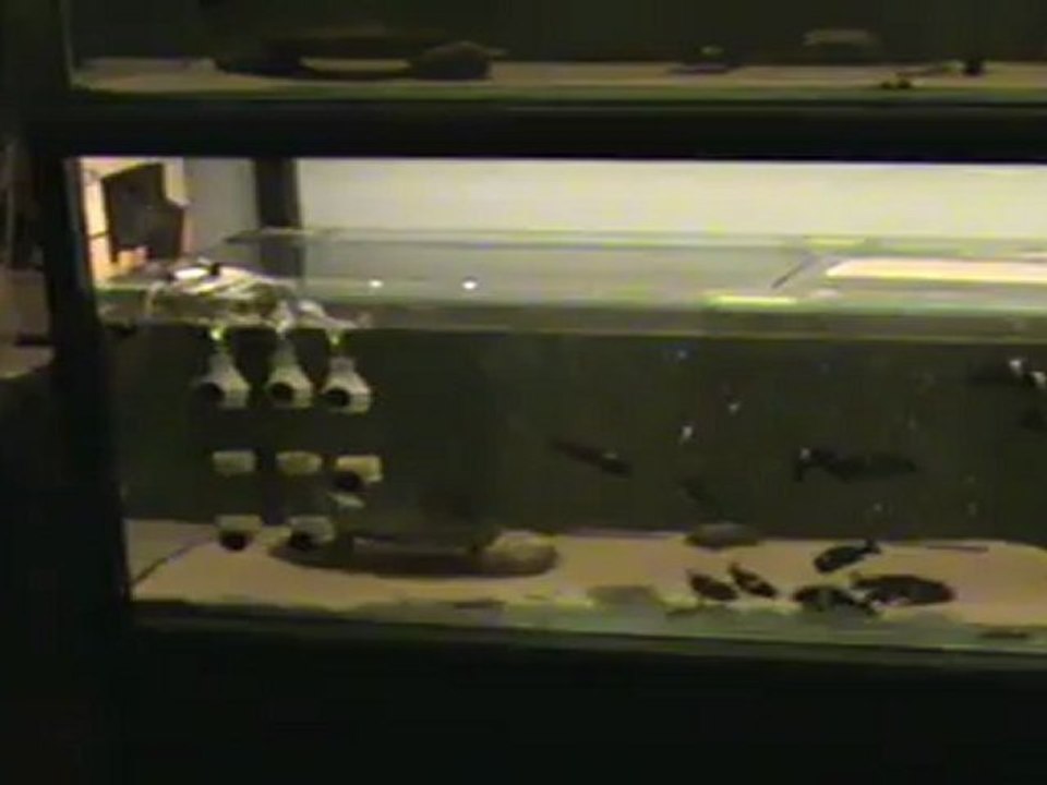 ikola+duboisi set 09.11.2011