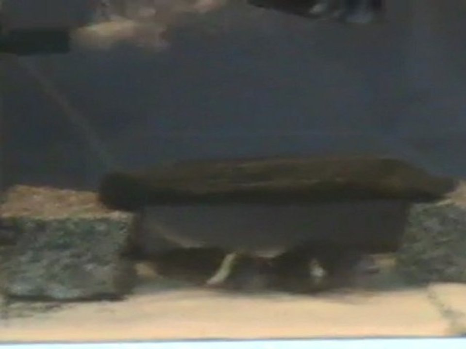 1204050 Akvaryum Hazır Halde