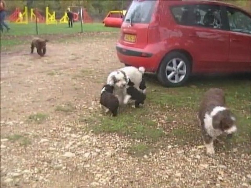 Chiots Kety 2011