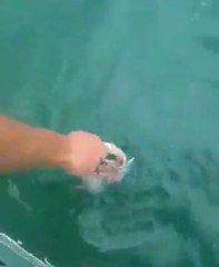 Köpek balığı ile oyun olurmu