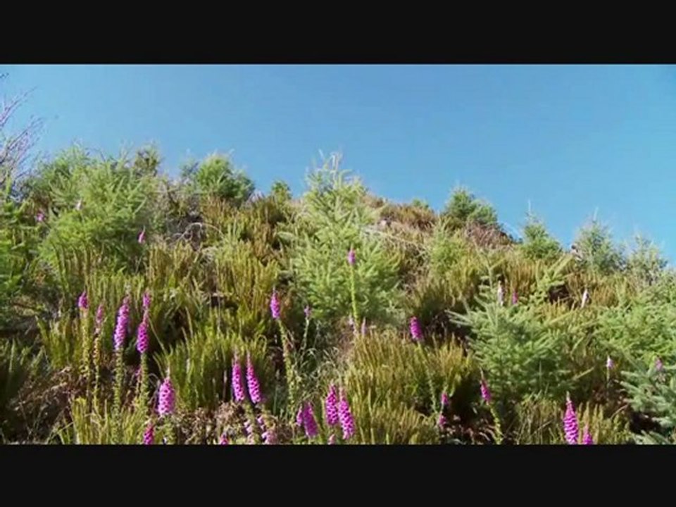 MAZİDEKİ AŞK-YILDIRIM GÜRSES