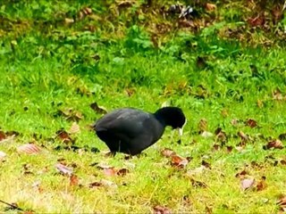 La foulque macroule ou la morelle