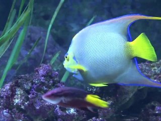 Soirée  lancement Pyramide du Bonheur - Aquarium du Trocadéro