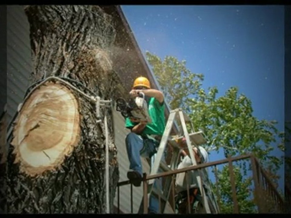 (512) 731-8956|Great Austin Tree Service| Tree Removal