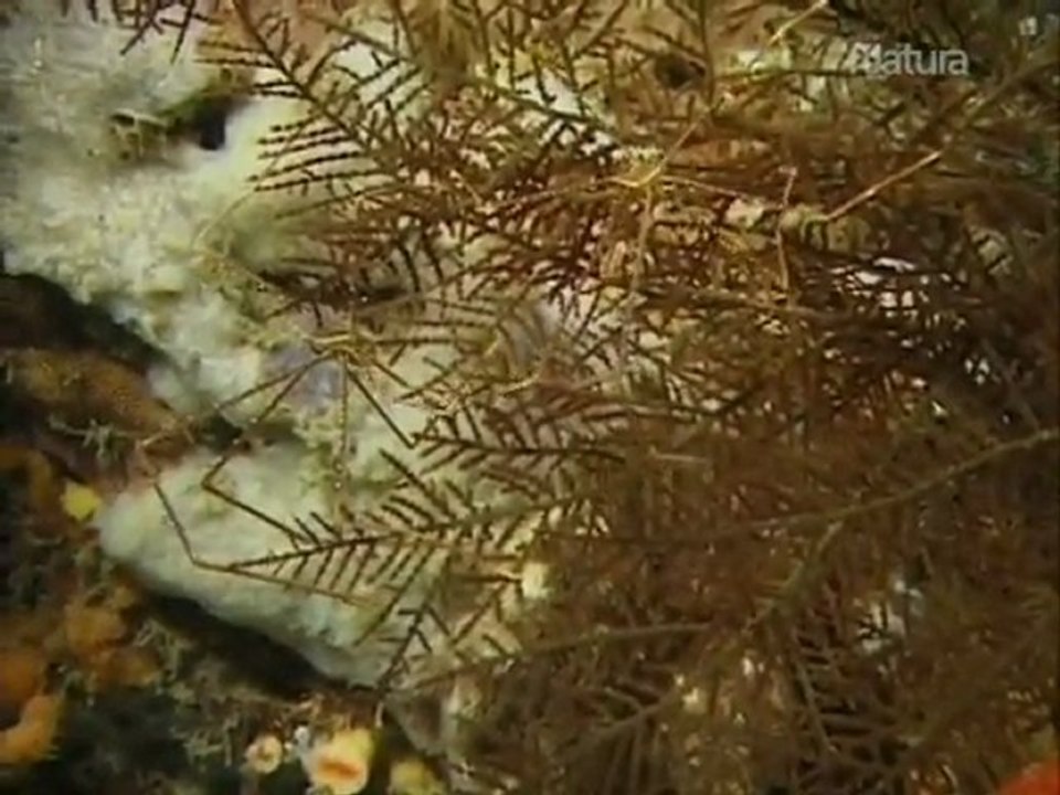 PROFUNDIDADES - 05 - Criaturas