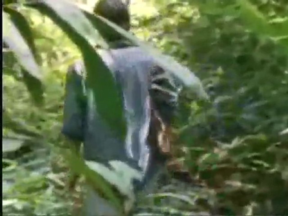 (DVD11) (02) PLUVISELVA