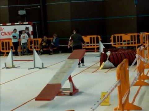 dove agility salle au Mans