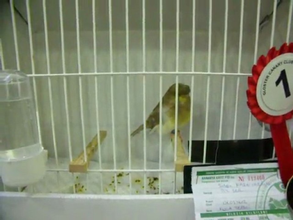 KULA TEPELİ 1.Sİ | 2011 KLÜP (FESHANE)