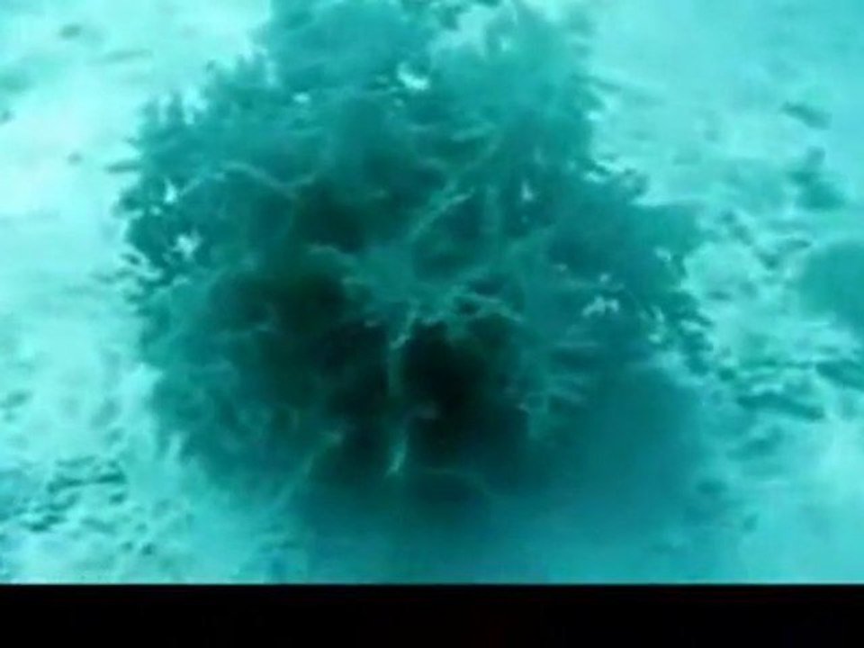 Strange Sea Creature Retreats Into Ocean Floor