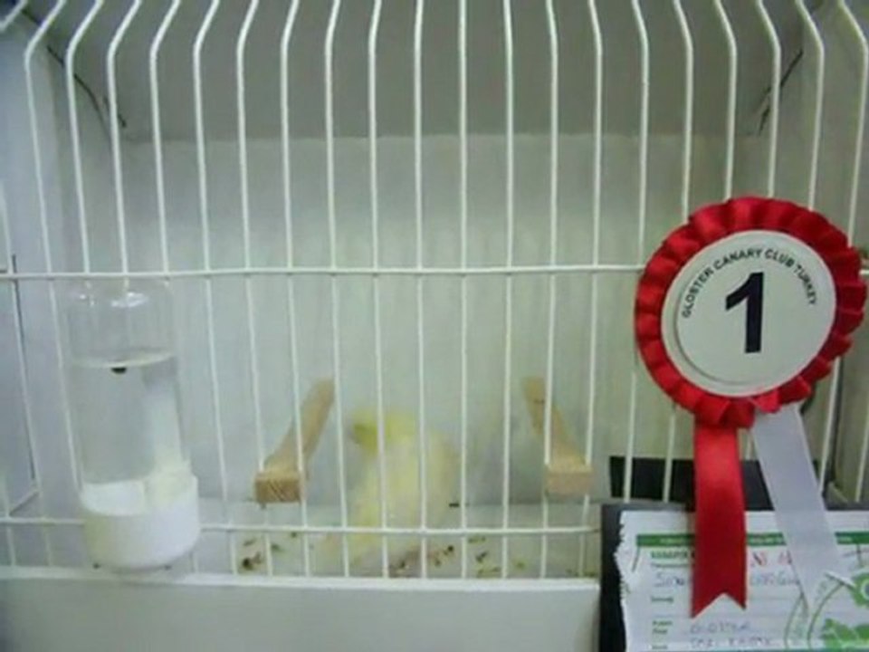 SARI KABAK 1.Sİ | 2011 KLÜP (FESHANE)