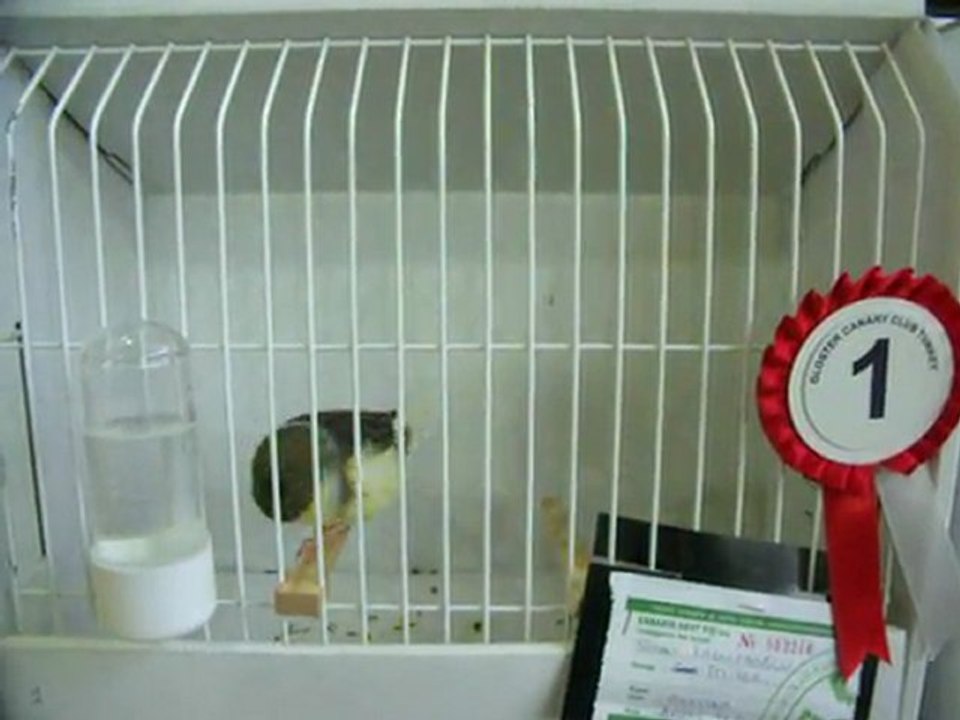 LIPOCHROM AHRAÇ TEPELİ 1.Sİ | 2011 KLÜP (FESHANE)