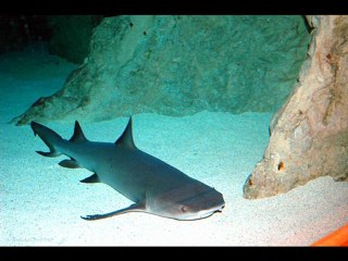 ©LE MUSEE DE LA MER - BIARRITZ MARTINE ANCIAUX©