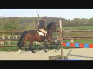 gros poney le 10/11/2011