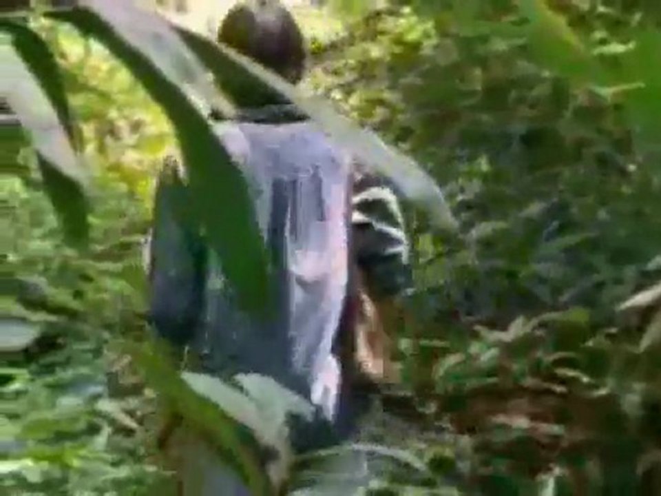 (DVD11) (37) SELVA TROPICAL