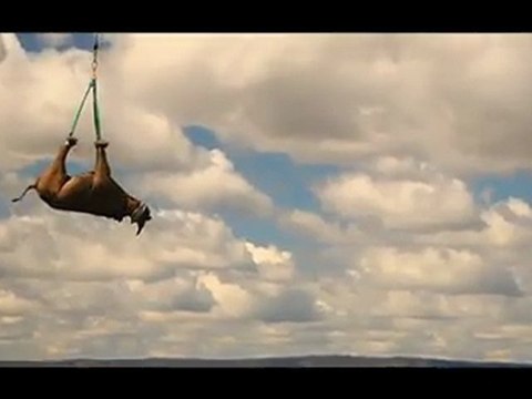 Rhinocéros volants en Afrique du Sud