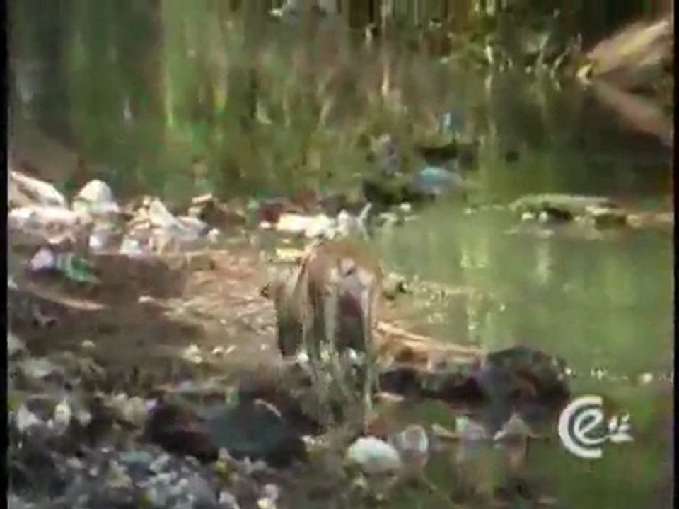 (DVD11) (44) TRATAMIENTO DE BASURAS EN COLOMBIA