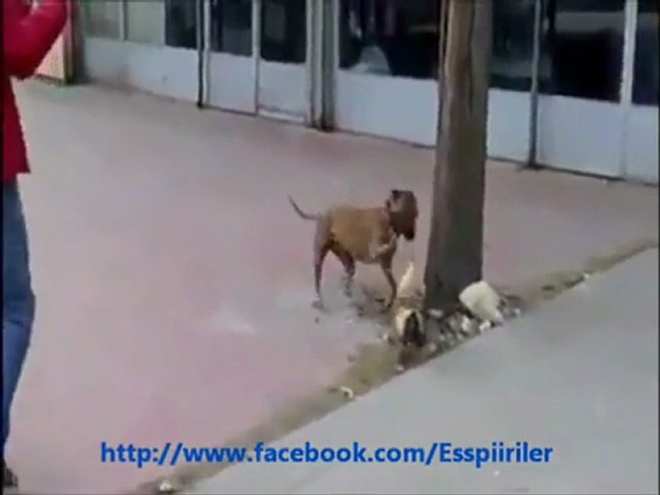 boxera kafa tutan horoz'a bakın hele