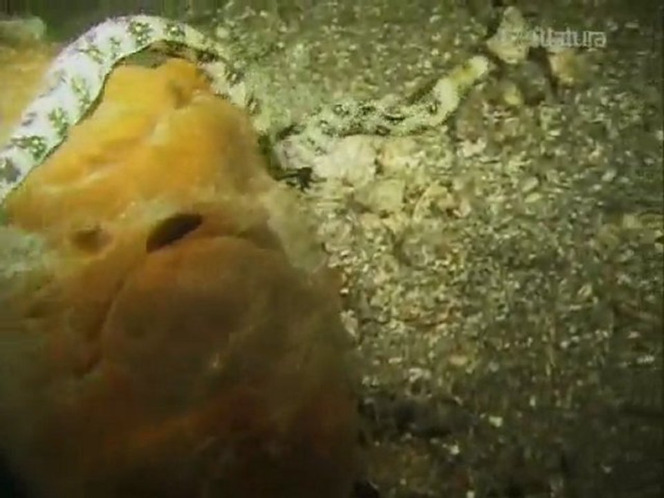 PROFUNDIDADES - Criaturas Nocturnas