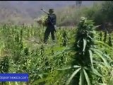 'Guardianes de la Sierra', un batallón con la misión de erradicar la droga