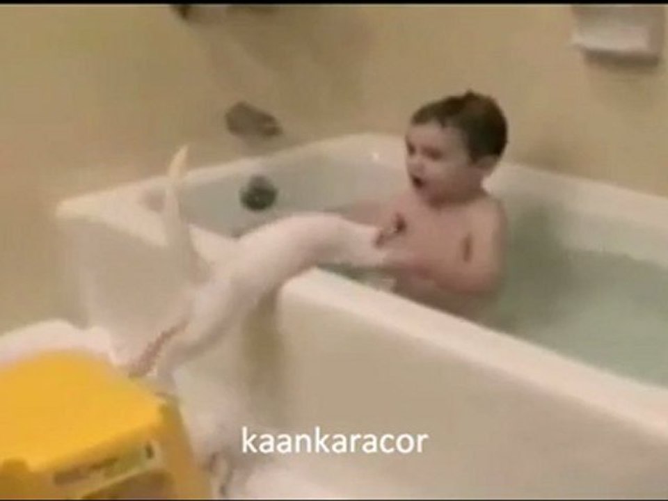 kedi canını zor kurtardı