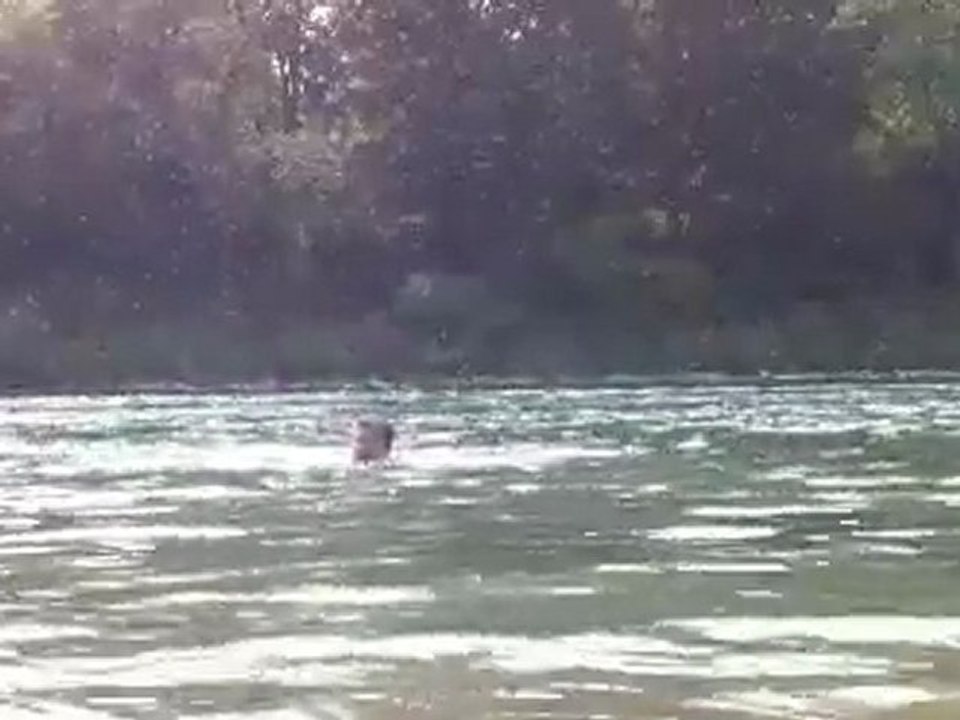 Baignade après les cygnes