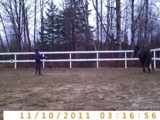 Logan longe et 1ère selle