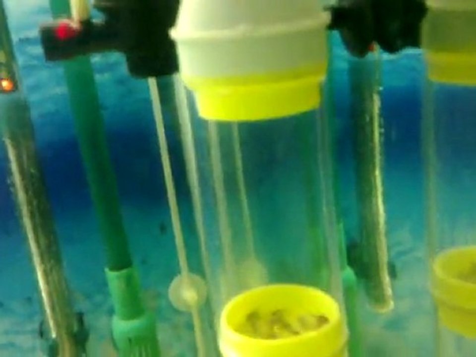 ikola tank