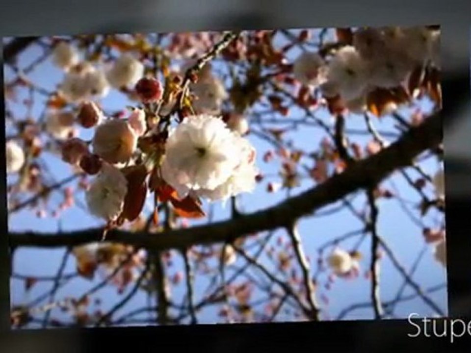 petits souvenirs Japon