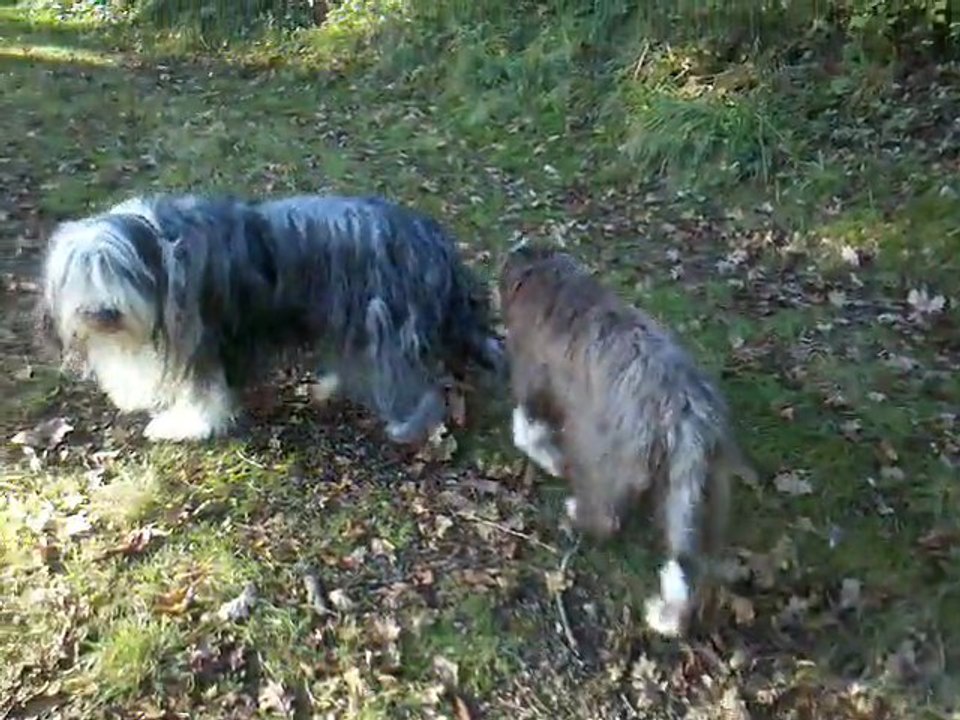 Vie et Guapa dans les bois 030