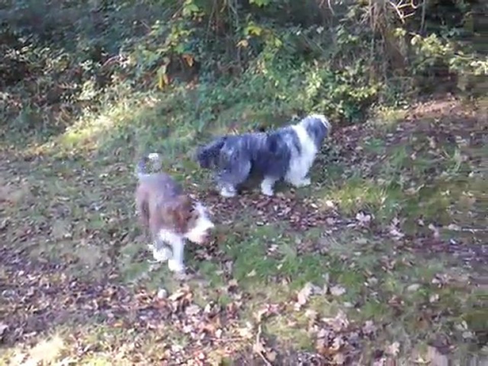 Vie et Guapa dans les bois 032