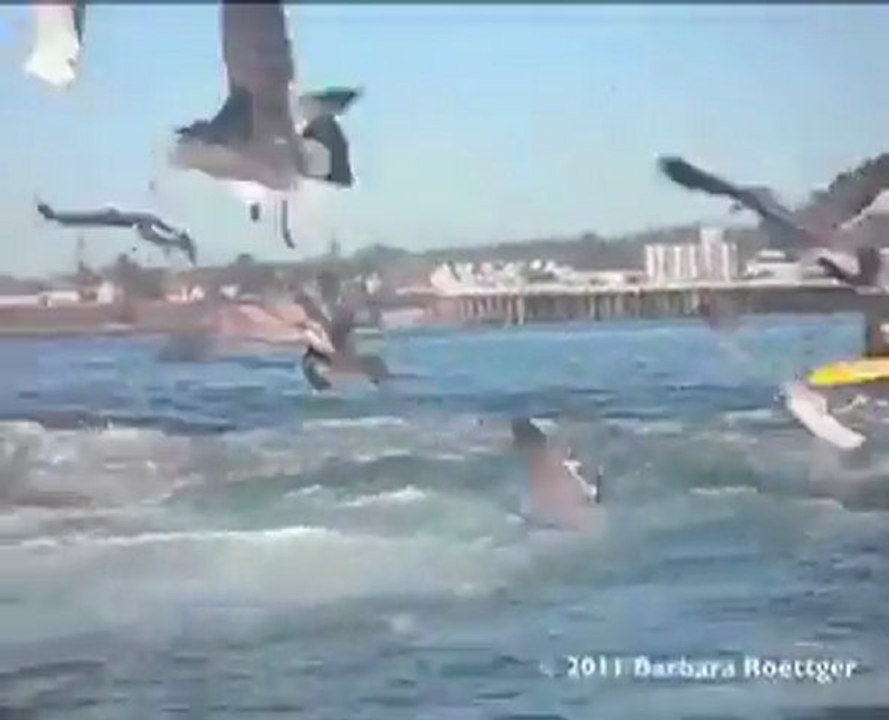 surfeuse avalée par Baleine