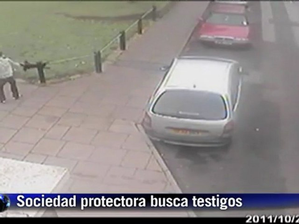 Maltrato a gato en GB