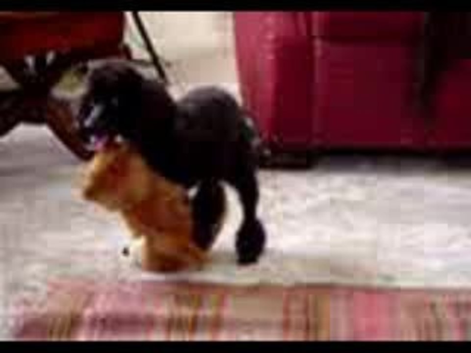 Chien amoureux