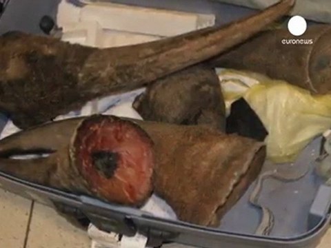 Hunters drive rhinos to extinction in West Africa