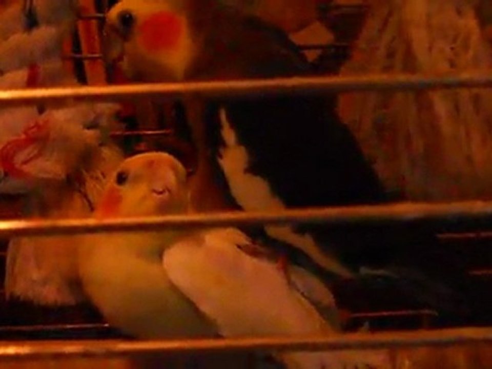 ma callopiste kiri saccouple avec sa femelle !!!!!!