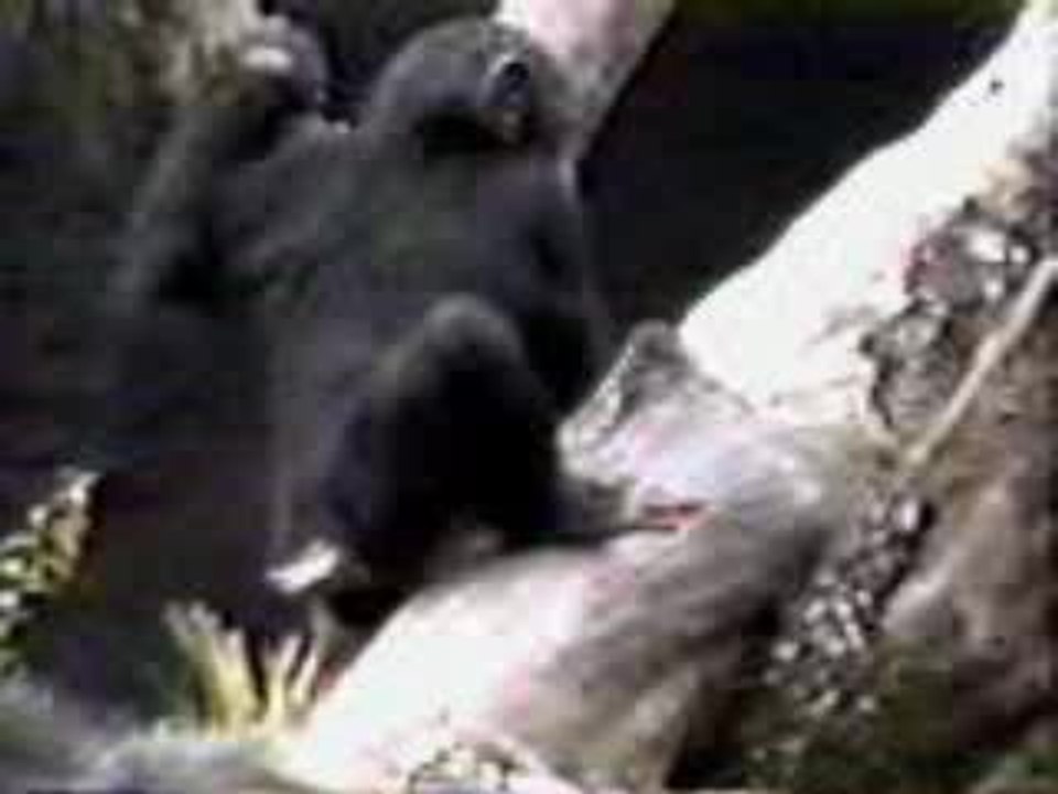 Monkey cochon