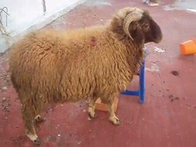 عيد الاضحى خروف العيد Video Dailymotion