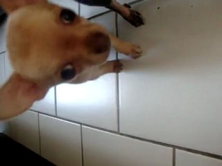 femelle nee le 6/09/11 elle a 9 semaines