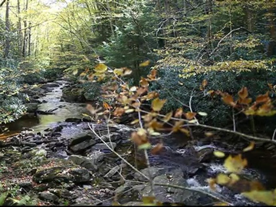 Autumn Stream Flowing