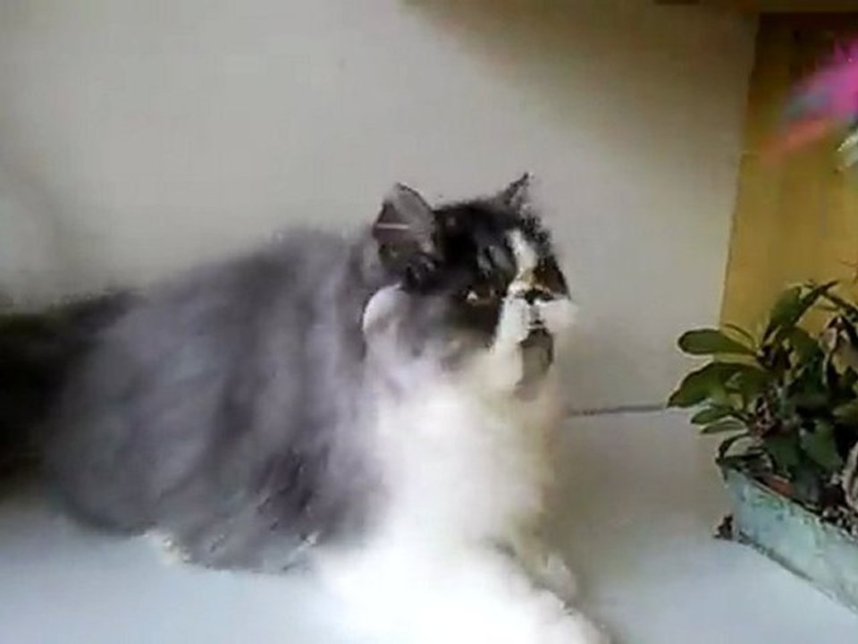 Vidéo0052