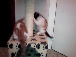 Vidéo0048