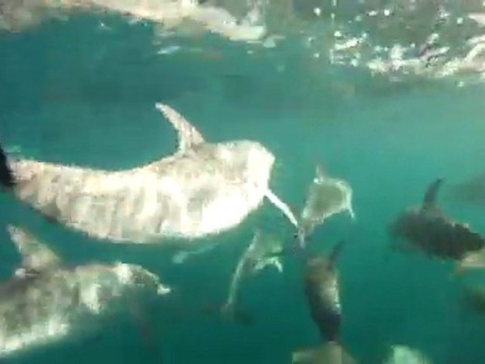 Dauphins devant la Mauritanie