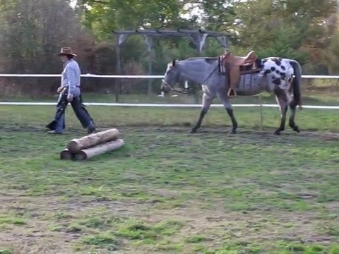 Equitation americaine par l'équithologie au ranch tinkapalo par Tony Clemenceau HORSEMAN