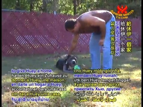 Pit Bull Love: Saving the Lives of Loyal Canines