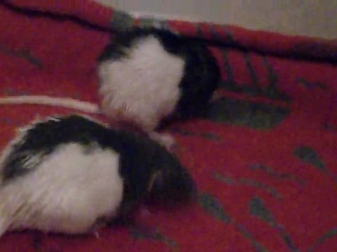 Yela & Bebop jour 2 vidéo 2