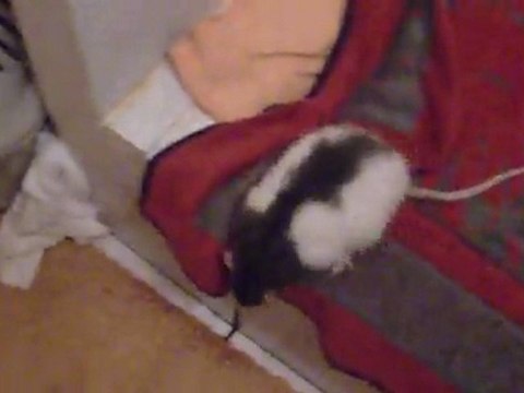 Yela & Bebop jour 2 vidéo 3