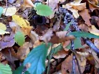 Trompettes des morts du 11 novembre 2011