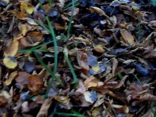 suite des trompettes du 11 novembre 2011