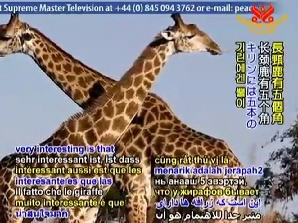 Meet the Animals of the Uganda Wildlife Education Center-2/3