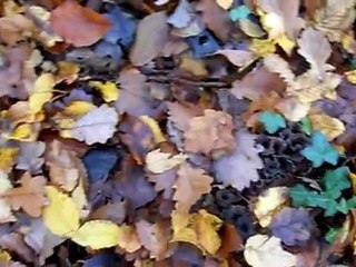 Chanterelles grises le 11 novembre 2011